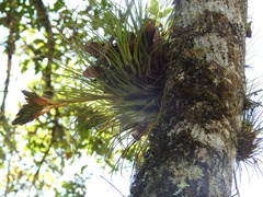 Tillandsia punctulata