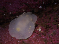 Cadlina laevis