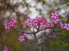 Adenium multiflorum