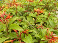 Schizocephala bicornis