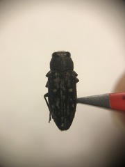 Chrysobothris octocola