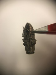 Chrysobothris octocola