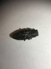 Chrysobothris octocola