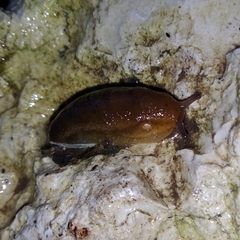 Geomalacus anguiformis