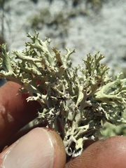 Cladonia perforata