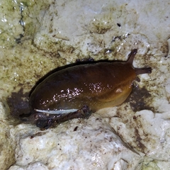 Geomalacus anguiformis