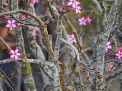 Adenium multiflorum
