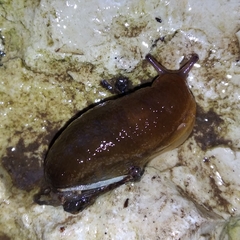 Geomalacus anguiformis