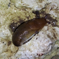 Geomalacus anguiformis