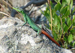 Platysaurus intermedius intermedius