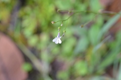 Lobelia sartorii