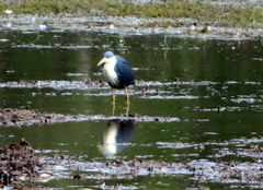 Egretta picata
