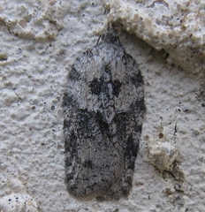 Acleris maximana