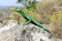 Platysaurus intermedius intermedius