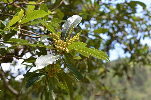 Clethra suaveolens (Clethra suaveolens)