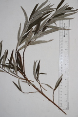 Salix pellita