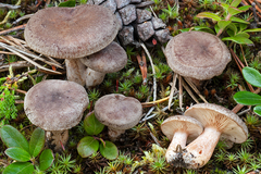 Lactarius mammosus