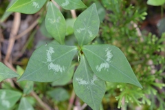 Euphorbia lancifolia
