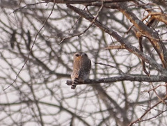 Glaucidium perlatum