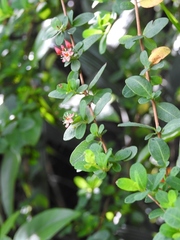 Hypericum calcicola