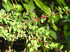 Hypericum calcicola