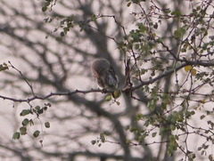 Glaucidium perlatum