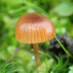 Galerina graminea