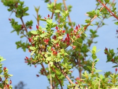 Hypericum calcicola