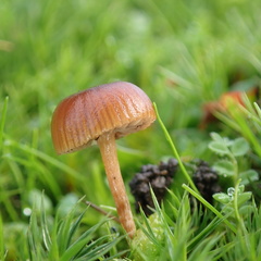Galerina graminea