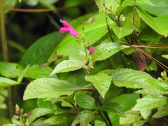 Salvia chiapensis