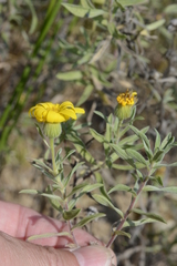 Heterotheca camporum
