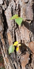 Toxicodendron radicans image