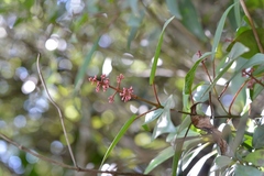 Miconia mexicana