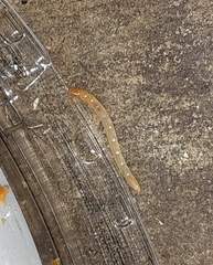 Arthropoda