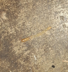 Arthropoda