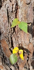Toxicodendron radicans image