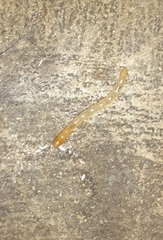 Arthropoda