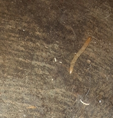 Arthropoda