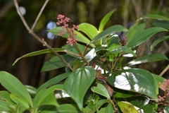 Miconia mexicana
