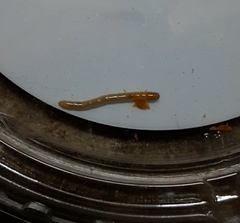 Arthropoda