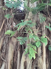 Liliopsida