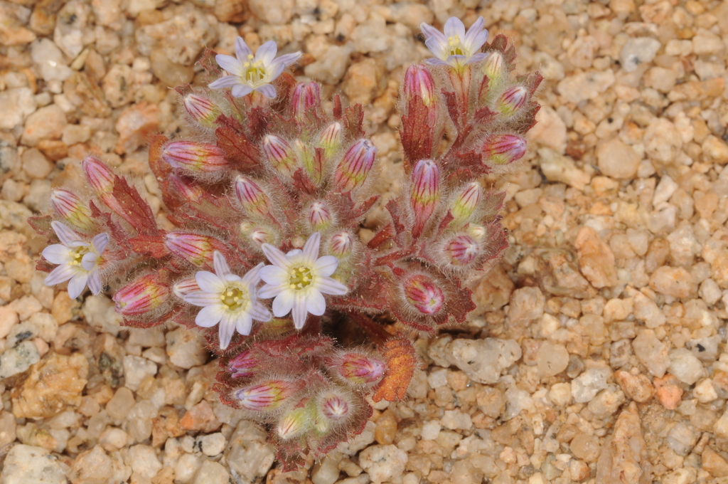 Malesherbioideae