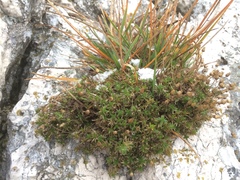 Arenaria grandiflora