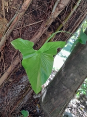 Liliopsida