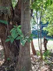 Liliopsida