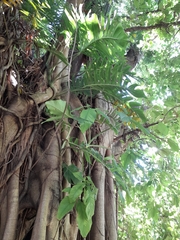 Liliopsida