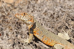 Liolaemus nigromaculatus