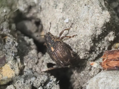 Rhinoncus perpendicularis