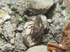 Rhinoncus perpendicularis