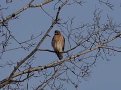Buteo jamaicensis × lineatus
